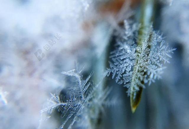 霜 自然 冬天 雪 冰 详细 草 冻结 户外 DOF