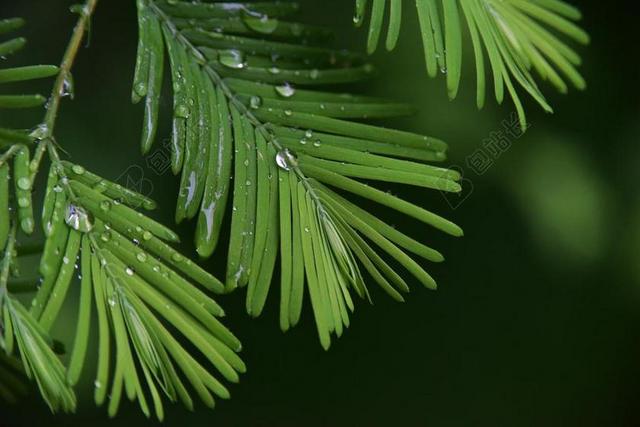 雨后 植物 绿色 护眼