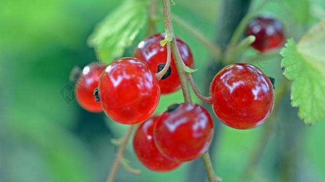 黑醋栗 水果 浆果 红醋栗 红色 成熟 酸 布什 花园 厂