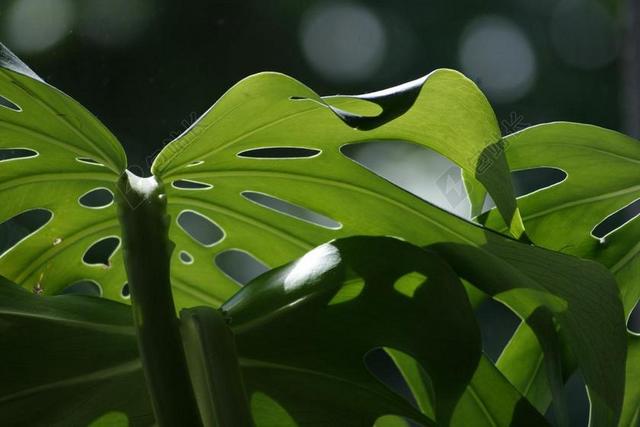 龟背竹 叶 自然 绿色 光 植物 有机 增长 夏天 新鲜