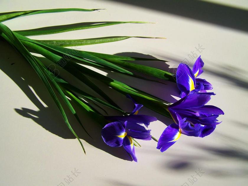 蓝色鸢尾 切花 光影