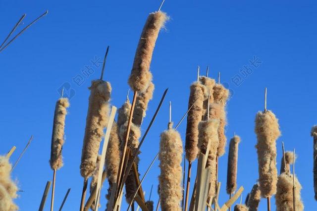 香蒲 蓝色的天空 芦苇 自然 草原 植物 湿地 萨斯喀彻温