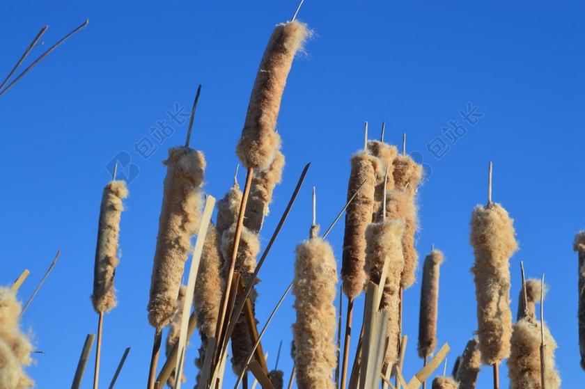 香蒲 蓝色的天空 芦苇 自然 草原 植物 湿地 萨斯喀彻温