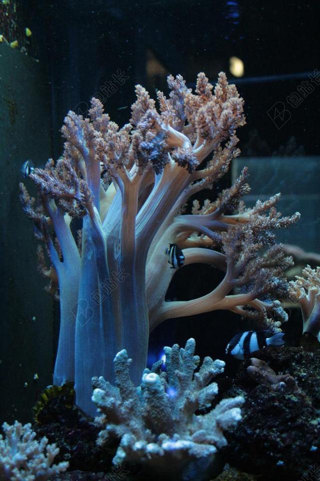 珊瑚 水族馆 海洋生物