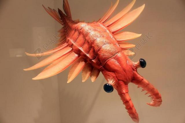 ANOMALOCARIS 史前 动物 捕食者 海洋 水 寒武纪的