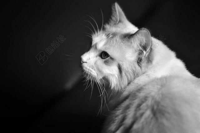 猫 布偶猫 动物 动物神态 动物特写