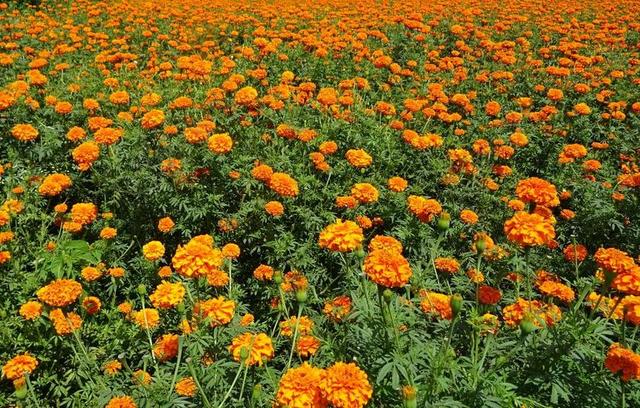 花 万寿菊 橙色 原野 植物 盛开 植物区系 开花 园艺