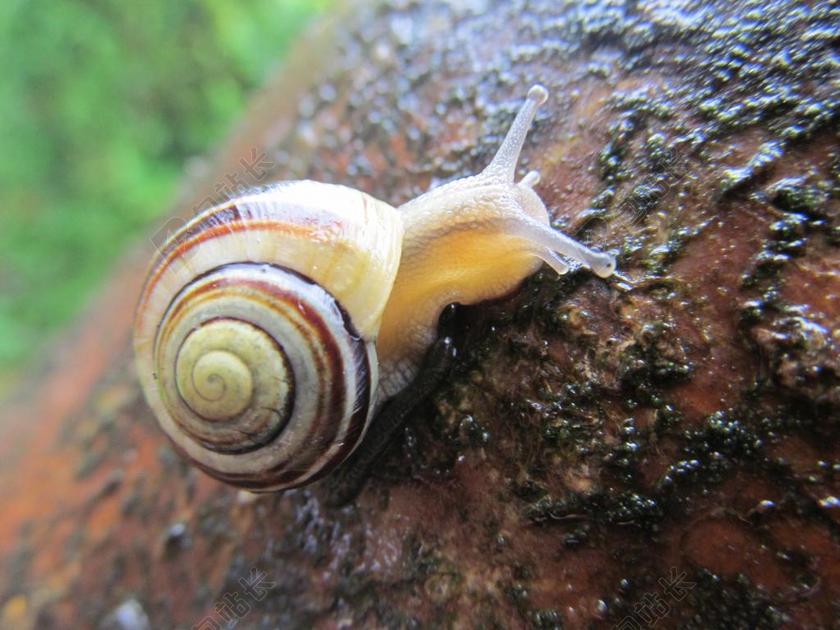 清新蜗牛爬行背景图片