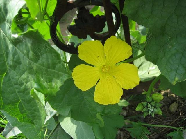 丝瓜藤 丝瓜花 藤 开花藤蔓 黄色花 丝瓜