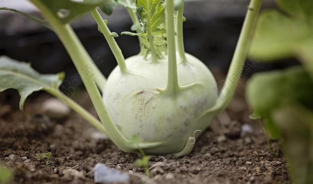 大头菜 蔬菜 花园 弗里施 维生素 健康 蔬菜工厂 食品 厂