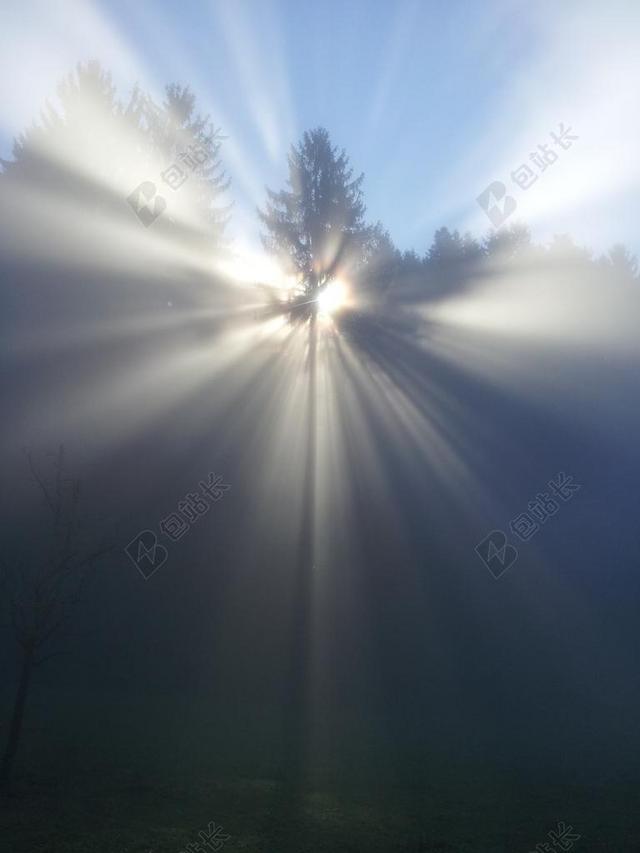 自然森林里的白雾背景图片