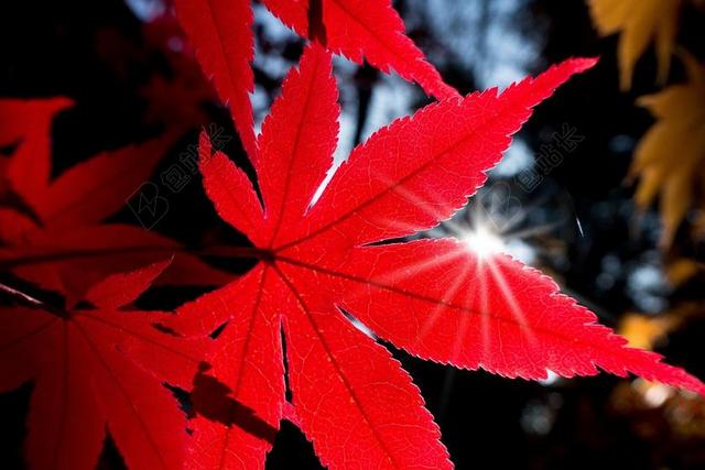 枫叶 日语 日本枫树 叶子 红色 光明 秋季 背景 性质