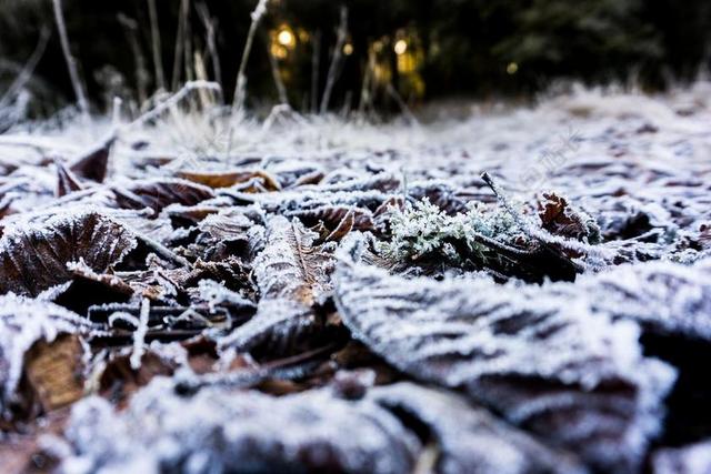 森林唯美白雪覆盖的叶子背景图片