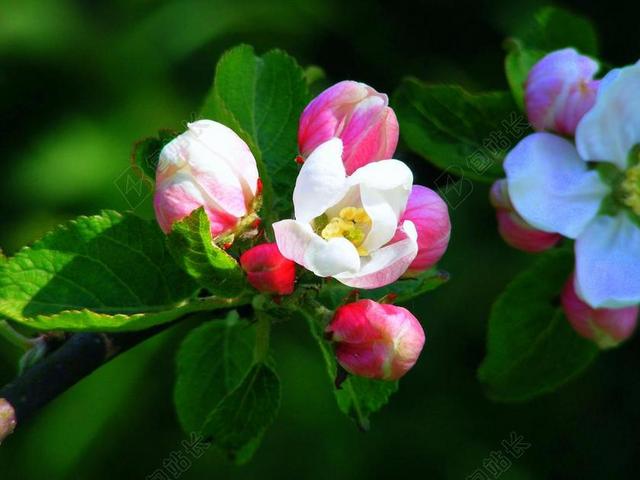 苹果花 粉红色 红色 开花 春天 树 苹果树 盛开 科