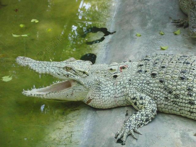 白色鳄鱼 谎言 鳄鱼农场 鳄鱼 口 牙齿 捕食者 动物 泰国