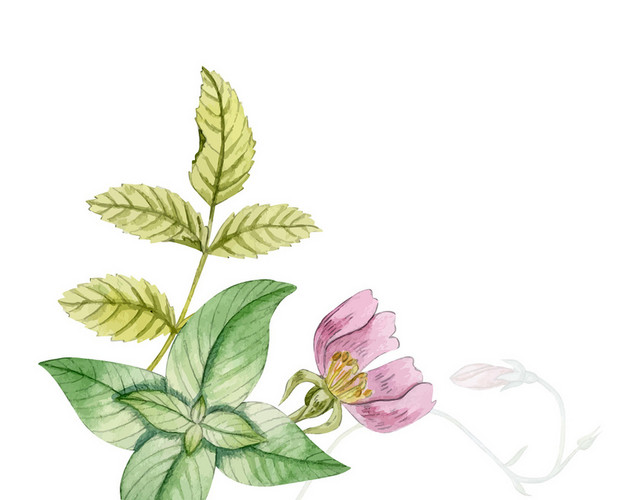 清新水彩花卉装饰元素