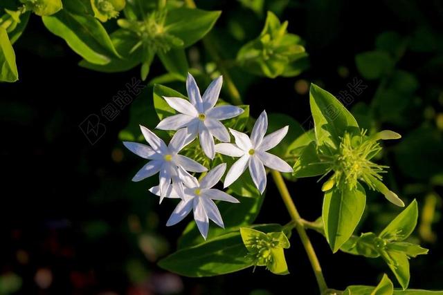 星型茉莉 鲜花 白 7 花瓣 性质 花园 绿色 茉莉何首乌