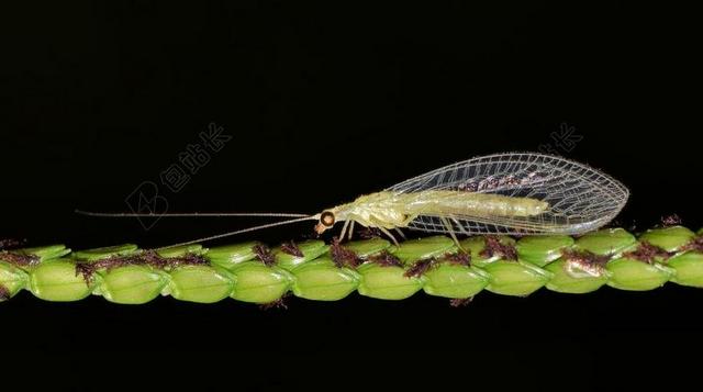 草蛉 LACEWING 常见的草蛉 昆虫 类昆虫 STINKFLY