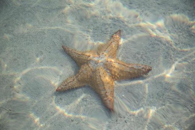 明星 鱼 海星 动物 海 海洋 假期 夏天 水肺 异国情调