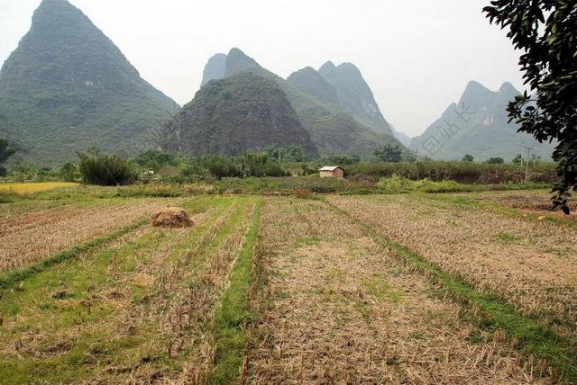 中国 阳朔 景观 乡村景观 竞选活动的几点思考 场 雾 残株