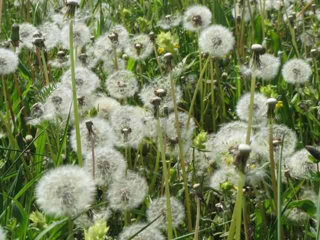 蒲公英教派 RUDERALIA 蒲公英 野花 草甸 植物区系