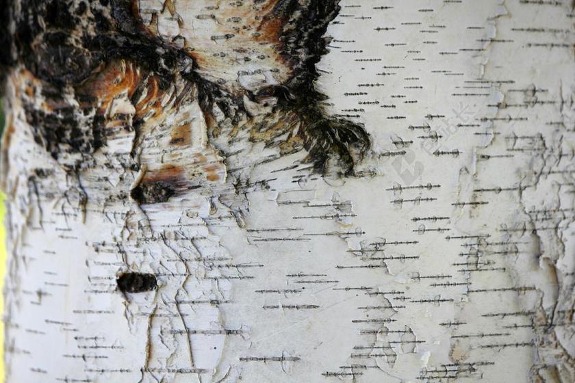 白桦树 树干 树皮 桦木 树 木材 纹理 线路 水平 结