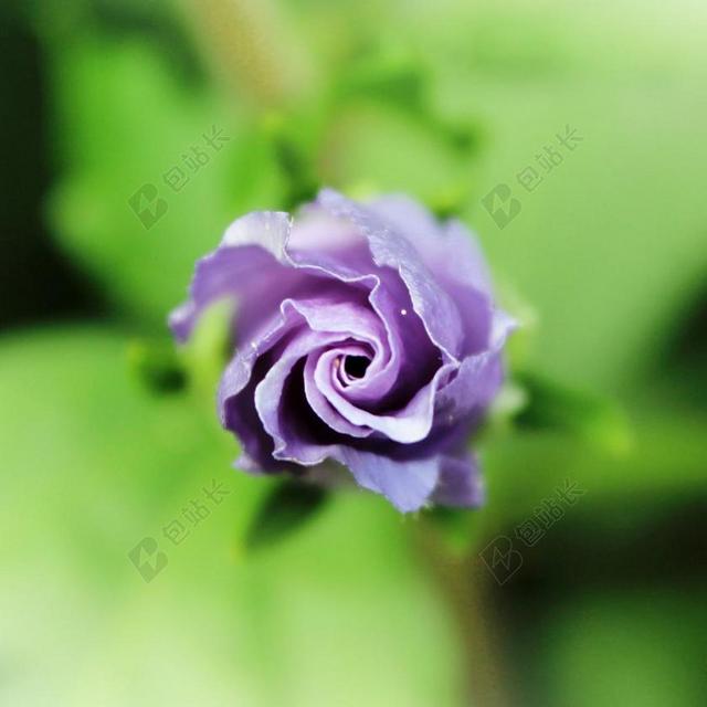 花 紫 开花 性质 紫色的小花 厂 关闭 涡流 螺旋 特写