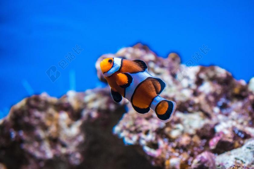 鱼 ANEMONEFISH 鱼 尼莫 水族馆 自然
