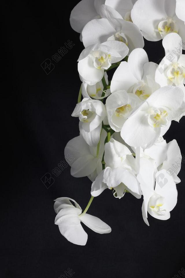 兰花 花卉 植物 白 盆栽的植物 白色的花 鲜花