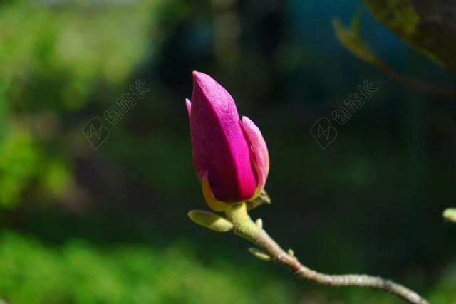 玉兰 玉兰花 开花 紫 紫色 带红色 红紫