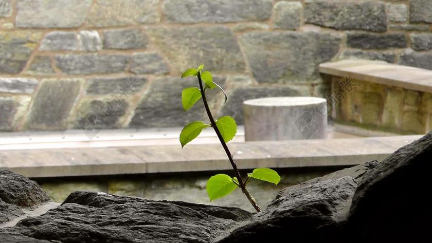 活 石 石材墙 成长 厂 豆芽 叶子 活力 希望 科 光