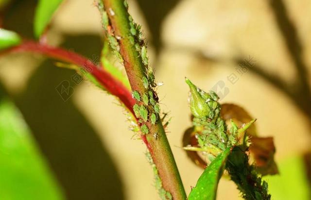 GREENFLY 蚜虫 SAP 吸 昆虫 生物 虱子 木虱