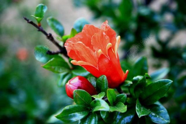 花 盛开 芽 石榴 橙色 光明 树
