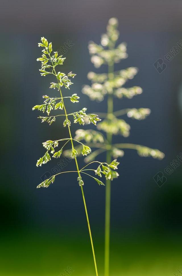 PPT背景 花草 鼠尾草 色彩