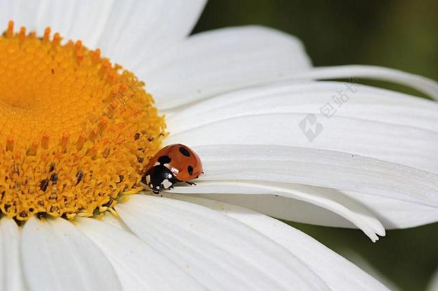 动物 昆虫 瓢虫 七星瓢虫 花 关闭 花园