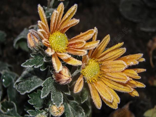 鲜花 霜 菊花 黄色 冰