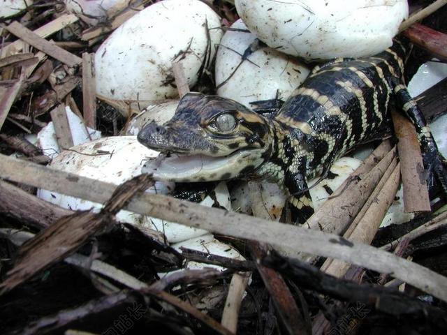 宝宝鳄鱼 孵出来了 鸡蛋 巢 爬行动物 野生动物 孵化 年轻