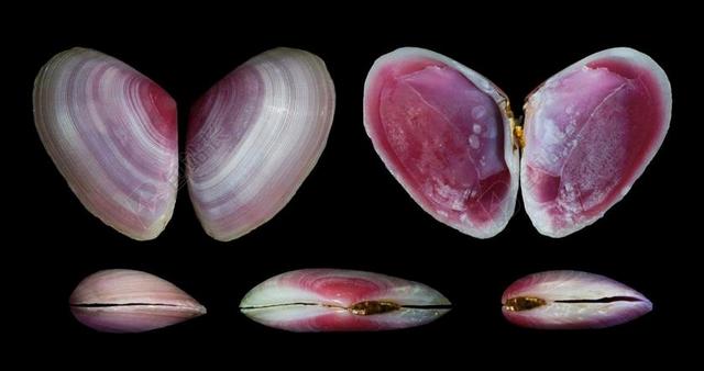 EURYTELLINA 同一家族 贝壳 特写 美丽 多彩 肖像
