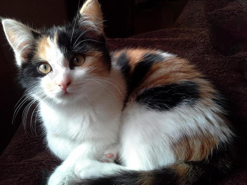 摄影唯美宠物家猫背景图片