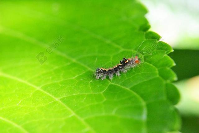 毛虫 叶 害虫 损害 动物 自然 绿色 花园 农药