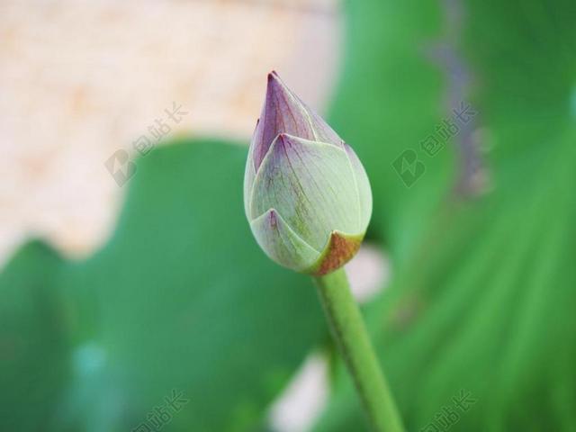 花 莲花 粉红色