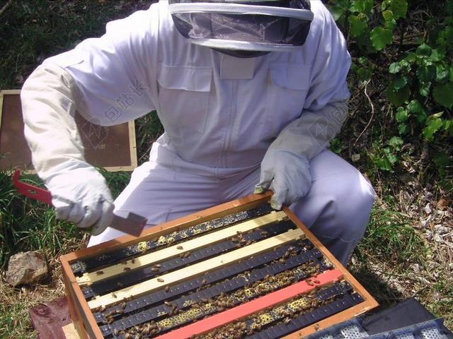 配置单元 API 蜜蜂 养蜂业 蜂蜜 消毒 蜂巢 养蜂人 帧