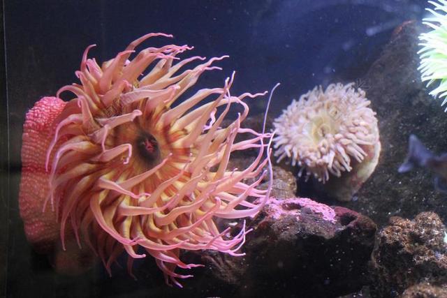 银莲花 坦克 水族馆 海 礁 水下 珊瑚 海洋 热带 水
