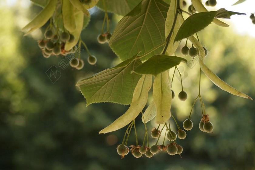 石灰 树 绿色 季节 植物 自然 茶