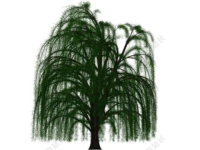 树 落叶乔木 牧场 数字艺术 隔离 孤立 垂柳