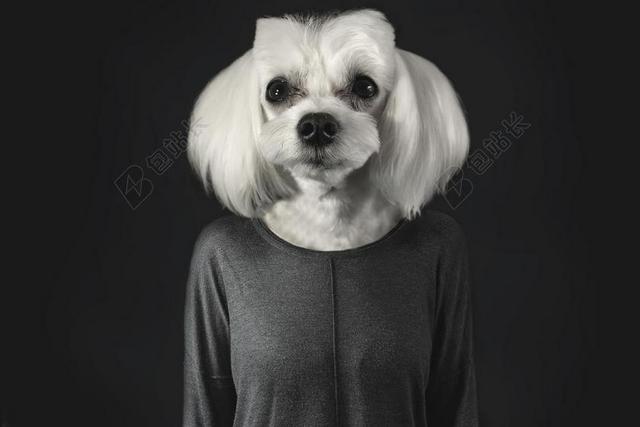 动物 概述 动物肖像 婴儿的动物 可爱 宠物 流浪狗 土耳其