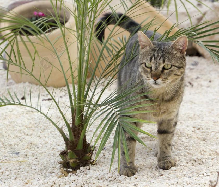 可爱猫咪和植物背景图片
