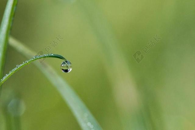 滴 露水 露珠 一滴水 MORGENTAU 水 草 性质