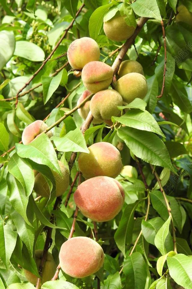 桃子 桃树 水果 吃