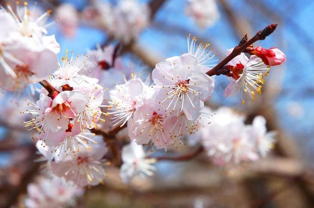 梅花 公园 春天 鲜花 明亮 大自然 粉红色 花树